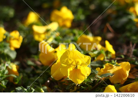 Beautiful Flowers Blooming In The Garden, Bodrum Turkey 142200610