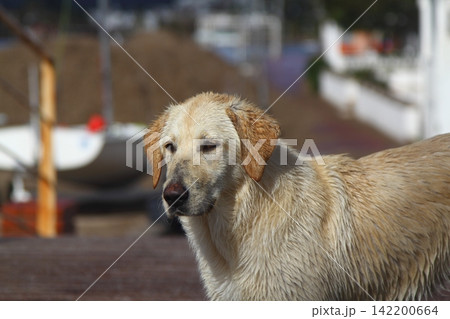 portrait of a cute dog portrait of a cute dog 142200664