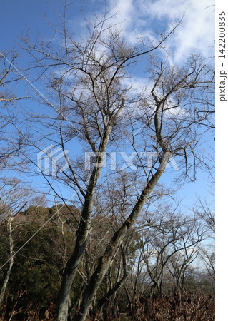 2014年・香川県・三豊市・風景・詫間町・紫雲出山・其の九十九 142200835