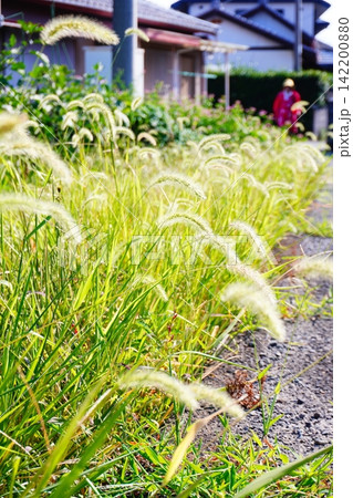 道路脇に生えた雑草 道路脇に生えた雑草 142200880
