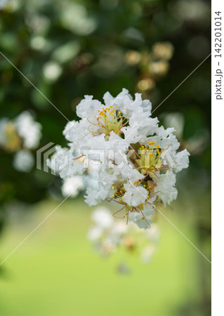 白いサルスベリの花 白いサルスベリの花 142201014