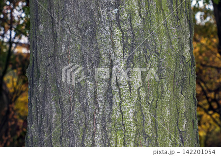 Textured Bark of Gleditsia triacanthos Tree Trunk 142201054