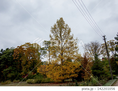 Liriodendron tulipifera with Golden Autumn Foliage Liriodendron tulipifera with Golden Autumn Foliage 142201056