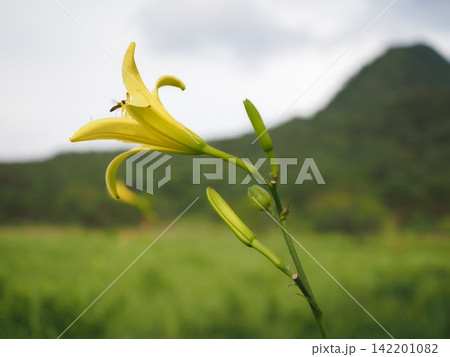 ユウスゲと草原の風景(20260809150722) ユウスゲと草原の風景(20260809150722) 142201082