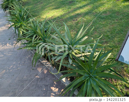 Aloe arborescens Rosettes Along Garden Path 142201325