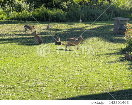 Group of Patagonian Maras Dolichotis patagonum 142201468