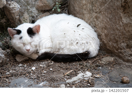 Sleeping white cat with black markings curled beside rough rocks on dusty ground, peaceful outdoor pet resting in tight shelter space with natural textures and soft daylight Sleeping white cat with black markings curled beside rough rocks on dusty ground, peaceful outdoor pet resting in tight shelter space with natural textures and soft daylight 142201507