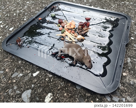Gray rat on black tray with scattered food scraps outdoors Gray rat on black tray with scattered food scraps outdoors 142201699