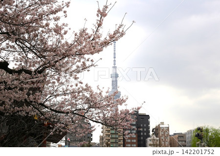 満開の桜と東京スカイツリー 満開の桜と東京スカイツリー 142201752