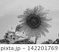 ひまわりの花　モノクローム 142201769
