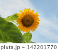 夏の花といえば黄色いヒマワリ 142201770
