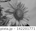ひまわりの花　モノクローム 142201771