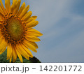 青空に向かって咲くひまわり 142201772