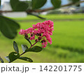 田園とサルスベリの花 142201775
