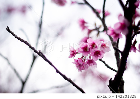 Pink Taiwan Cherry Blossoms with Generous Bright Copy Space 142201829