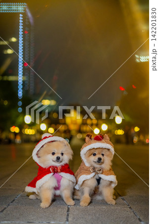 Two Festive Pomeranian Dogs in Christmas Costumes with Night Bokeh Two Festive Pomeranian Dogs in Christmas Costumes with Night Bokeh 142201830