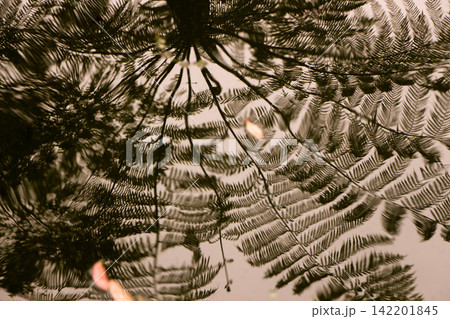 Backlit Fern Branches Creating Layered Botanical Pattern 142201845