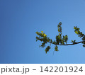 青空とアケボノスギ 142201924