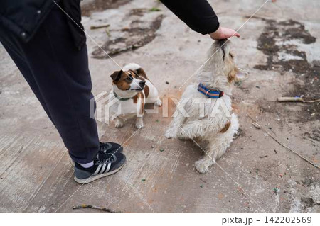 Photograph captures two playful dogs with accessories outdoors Photograph captures two playful dogs with accessories outdoors 142202569