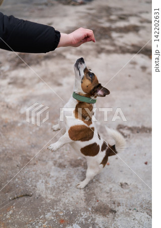 Peaceful scene capturing loyal dog and gentle owner forming strong bond Peaceful scene capturing loyal dog and gentle owner forming strong bond 142202631