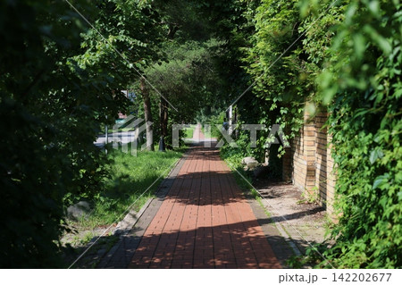 Tranquil neighborhood corridor shaded by trees and climbing vines 142202677