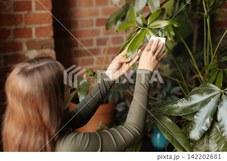 Young woman finishing leaf care, satisfied plant parent Young woman finishing leaf care, satisfied plant parent 142202681