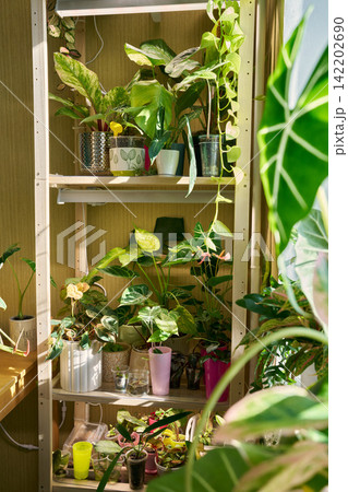 Stylish plant corner featuring eclectic containers and textured pots 142202690