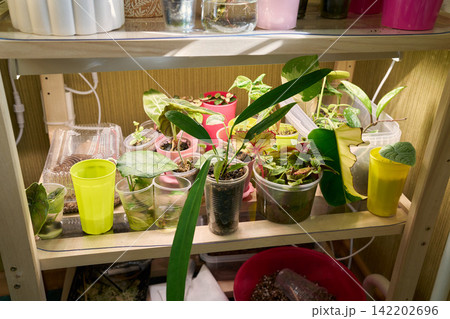 Micro nursery with small cups and moist soil for young plants 142202696