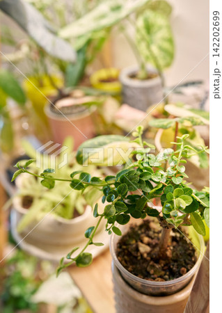 Vivid sun shining on diverse plants arranged on rustic shelf Vivid sun shining on diverse plants arranged on rustic shelf 142202699