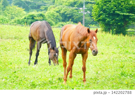 蒜山高原でのんびり過ごす引退馬 蒜山高原でのんびり過ごす引退馬 142202788