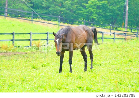 蒜山高原でのんびり過ごす引退馬 蒜山高原でのんびり過ごす引退馬 142202789