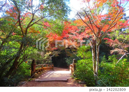 【広島県】日本三景安芸の宮島の紅葉谷公園 【広島県】日本三景安芸の宮島の紅葉谷公園 142202809
