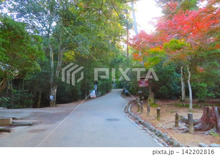 【広島県】日本三景安芸の宮島の紅葉谷公園 【広島県】日本三景安芸の宮島の紅葉谷公園 142202816