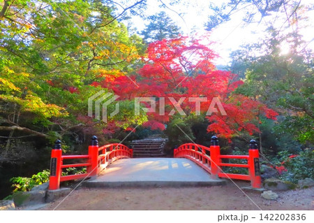 【広島県】日本三景安芸の宮島の紅葉谷公園 142202836