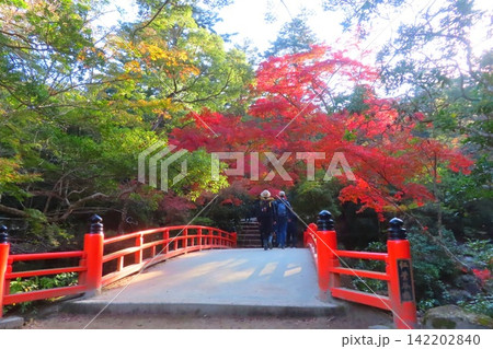 【広島県】日本三景安芸の宮島の紅葉谷公園 【広島県】日本三景安芸の宮島の紅葉谷公園 142202840