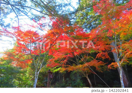 【広島県】日本三景安芸の宮島の紅葉谷公園 【広島県】日本三景安芸の宮島の紅葉谷公園 142202841