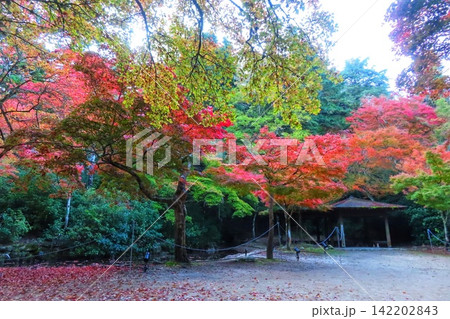 【広島県】日本三景安芸の宮島の紅葉谷公園 【広島県】日本三景安芸の宮島の紅葉谷公園 142202843