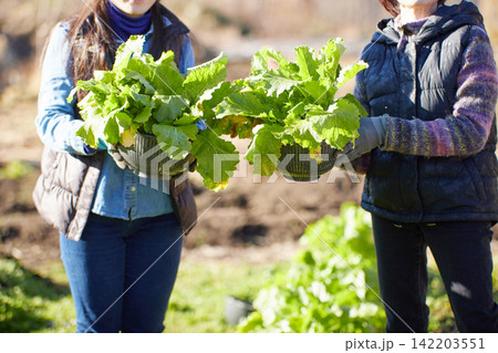 冬野菜を収穫する2人の女性 冬野菜を収穫する2人の女性 142203551
