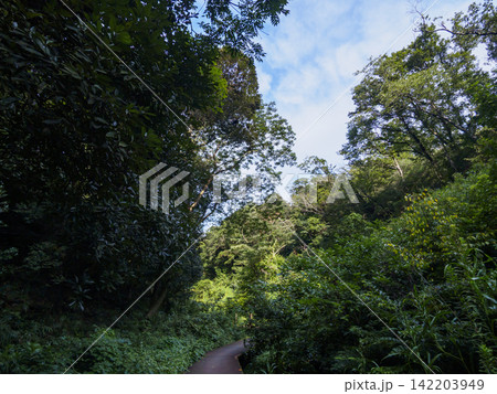 小網代の森の夏 小網代の森の夏 142203949
