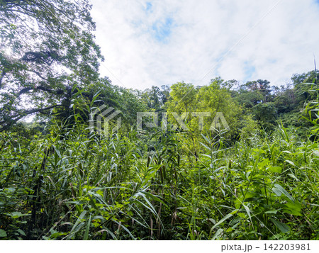 小網代の森の夏 小網代の森の夏 142203981