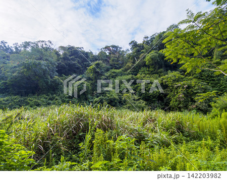 小網代の森の夏 小網代の森の夏 142203982