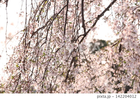 ふんわりした桜 142204012