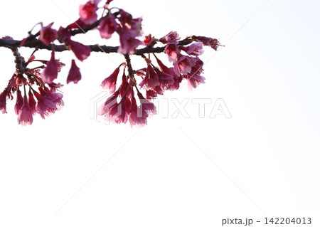 ふんわりした桜 142204013