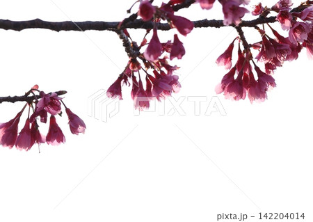 ふんわりした桜 142204014