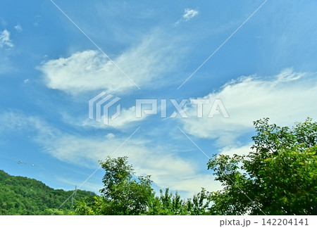 新緑の木々と爽やかな夏の青空 新緑の木々と爽やかな夏の青空 142204141