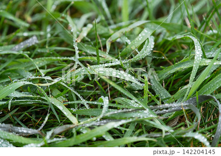 Close up of green grass blade covered with morning dew water drop. Close up of green grass blade covered with morning dew water drop. 142204145