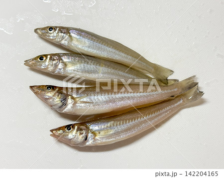 釣り上げた新鮮なキスの魚 釣り上げた新鮮なキスの魚 142204165