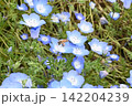 ネモフィラの花にとまるミツバチと春の花畑 142204239
