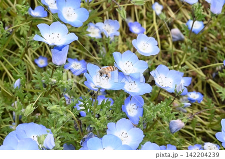 ネモフィラの花にとまるミツバチと春の花畑 142204239