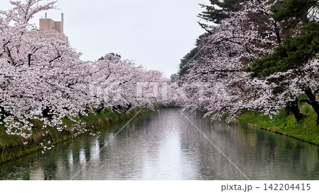 Red Bridge and Cherry Blossoms in Hirosaki Castle Park 142204415